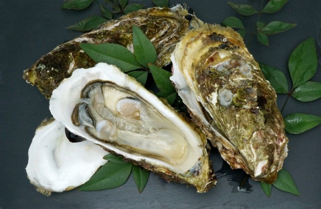 兵庫県産の牡蠣は新鮮！【龍栄水産】自慢の牡蠣を是非どうぞ～牡蠣の由来や生態について～